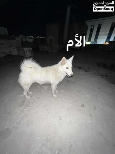 كلاب هاسكي 3