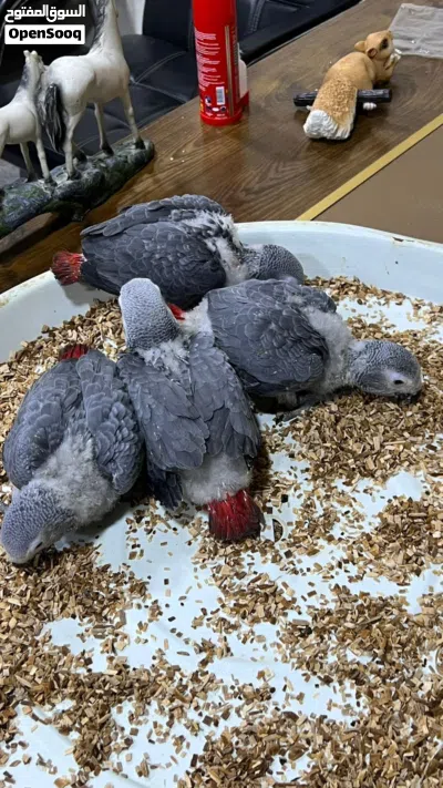 افراخ كاسكو افريقي 2