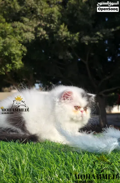 ذكـر فـان بـلاك بيـرشن 4