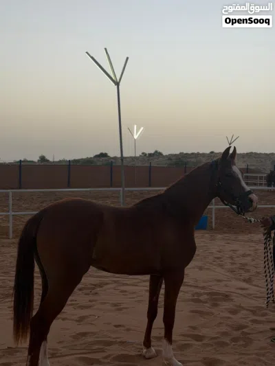 فحل عربي جمال 3