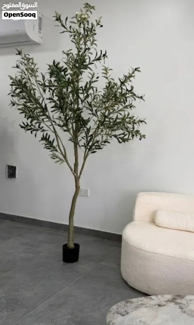 شجر الزيتون فخامة تكتمل بها لوحة منزلك جوده جدا Olive trees add a touch of luxury to your home's dec 2