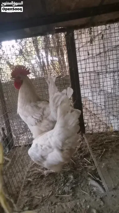 دجاج فرنسي 2