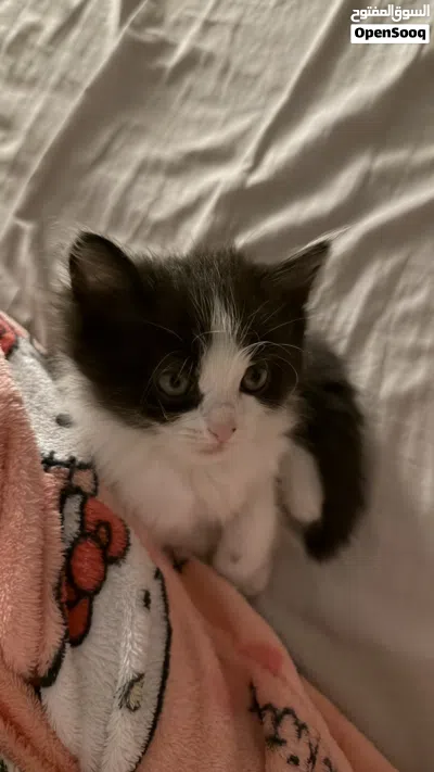 kittens for sale 3