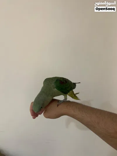 فرخ ببغاء نيبالي 2
