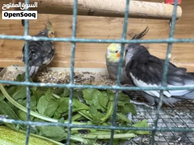 كوكتيل 4 طروف فيهم انثي صغيره والباقي ذكوره البيع كامل بالقفص سبب البيع معاش اهتميت بيهم 3