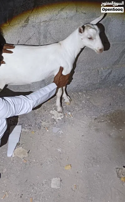 ماعز انثى قزمي دافع 3