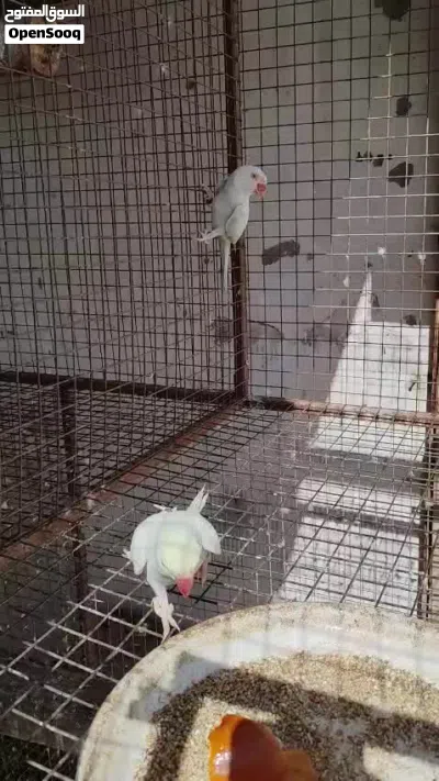 تابع الوصف 4