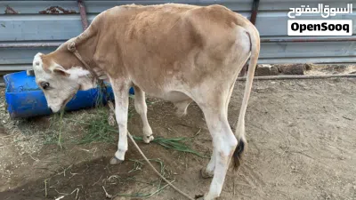 عجل نمساوي بصحه ممتازه جداً 2