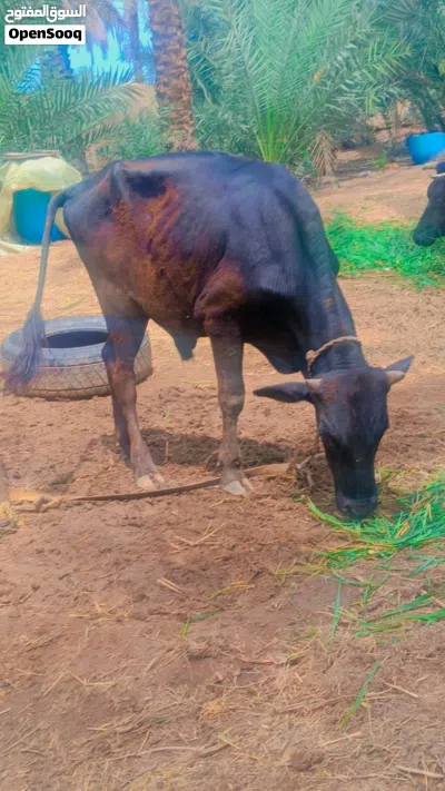 اضاحي جاهزه ثور وبقره 2
