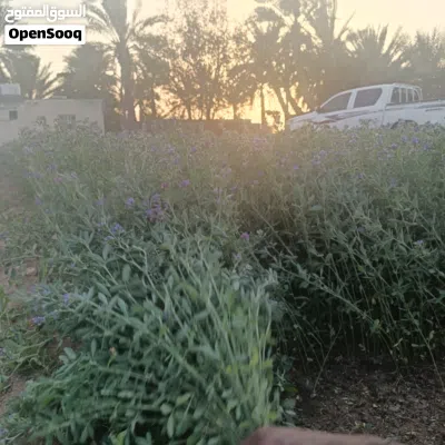 للبيع قت عماني ممتاز 2