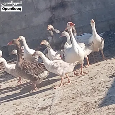 صغار وز جامبو 2