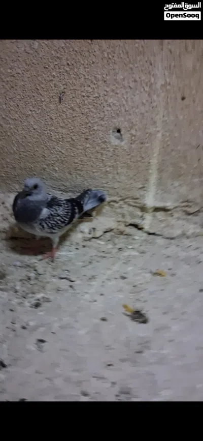 5 فراخ فطم جديد 2