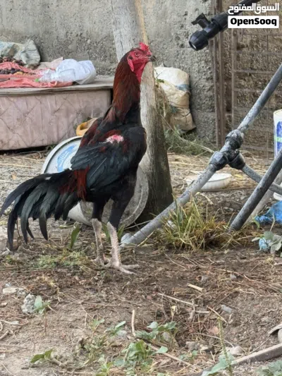 ديك باكستاني 2