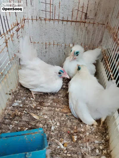 للبيع فلاليس كيني ابيض ربي يبارك 2