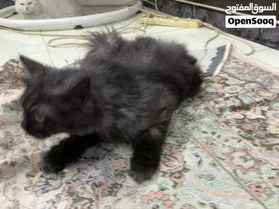 Doll-Face Persian 10 (months) 4