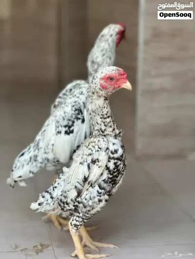 اعثر على زوج كوشامو منتج 2