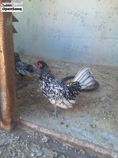 دجاج سبرايت 4