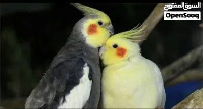 للبيع زوج كوكتيل جميل 2