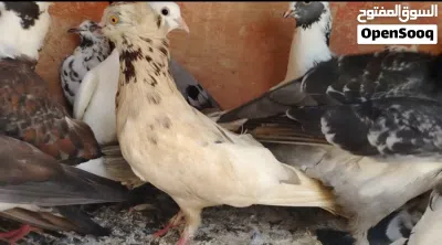 حمام عاديات اقرا الوصف 4
