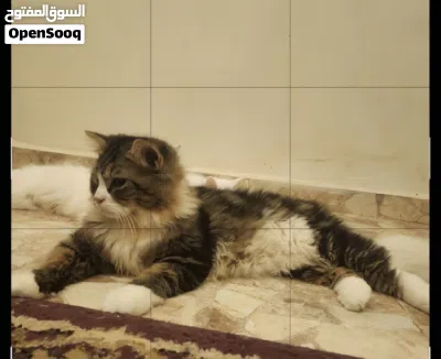 قط كبير طالب تزاوج لتبني 2
