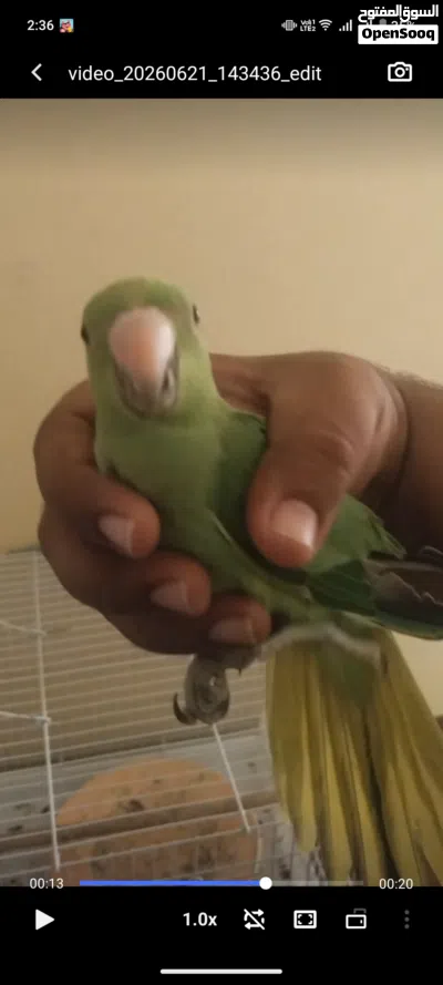 Indian ring neck parrot baby 2