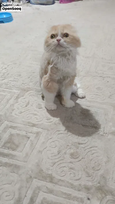 قط للتبني لوجه الله بدون مقابل 4