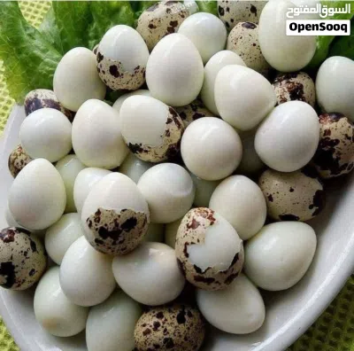 بيض طيور السمان 2