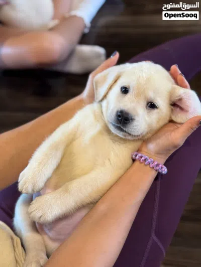 Labrador Retriever puppies 2