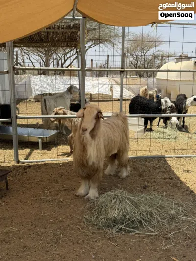 تيس رحبي فحل طيب و ذبيحه سمين فل 3