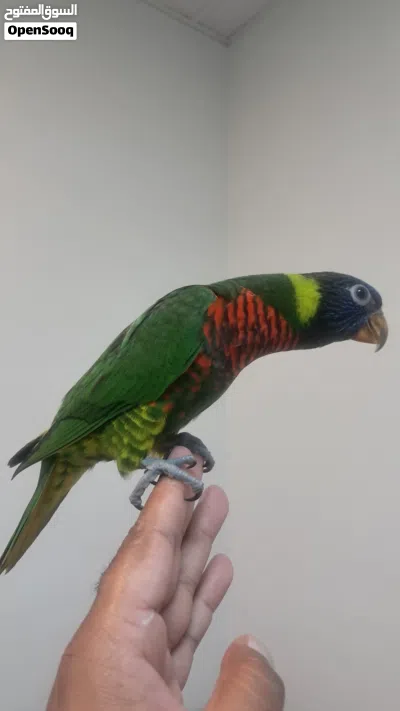 Rainbow lory fully hand tamed 2