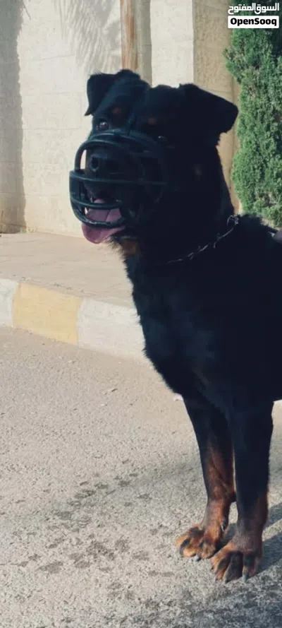 كلب رت وايلر للبيع 3