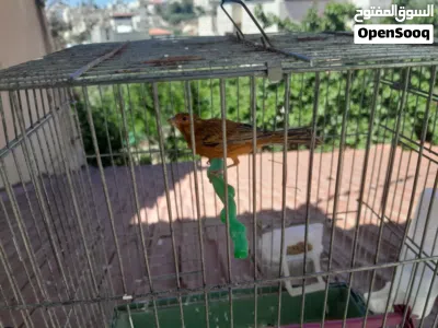 ذكرين كنار مواردي 3