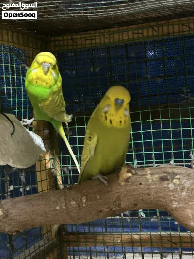 بيع بادجي انجليش وكوكتيل و روز 4
