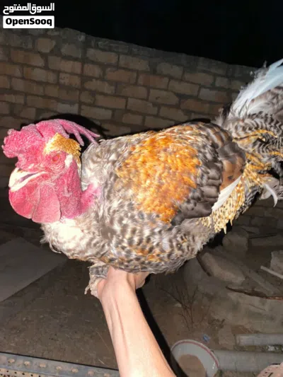 الڛلام السلام عليكم ورحمة موجود ديك عمره 5 سنين ربي يبارك متع بزين ههههه للبيع عل سعر 2