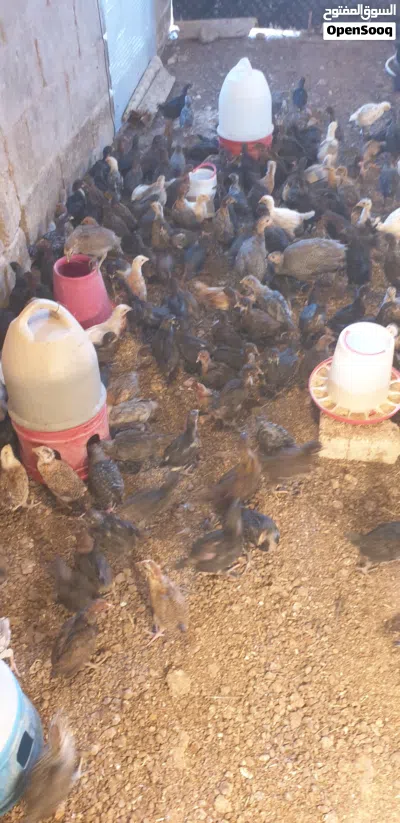 فراخ دجاج بلدي للبيع 3