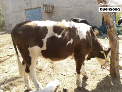 عجول عراقيه سمان شرط الصحه 2