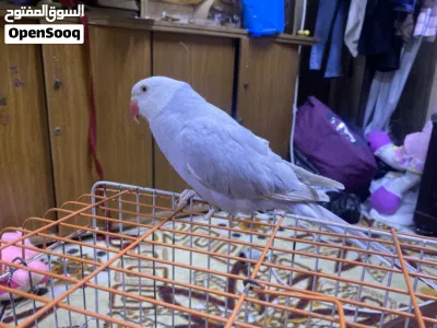 ببغاء الدرة 2