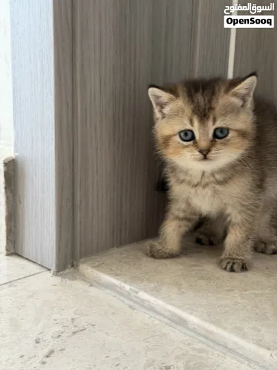 قطط سكوتش ستريت وفولد العمر شهرين 3