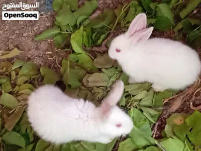 ارانب عمرشهرونص فرنسي 5دنانير 3