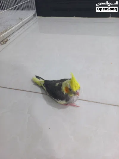 سلام عليكم عندي طير كوكتيل سعره 30وبي مجال صحته كلش زينه 2