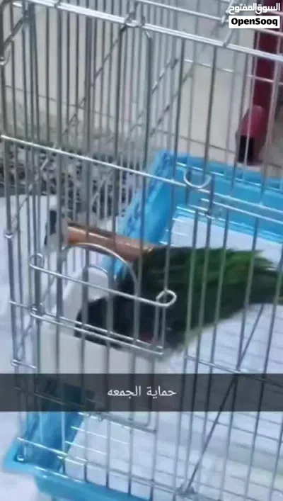 بيع ببغاء رينبو لوري 4