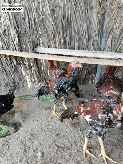 ديك باكستاني حار نسل قوي مضمون 4