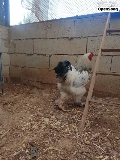 ديك براهما كولومبي 4