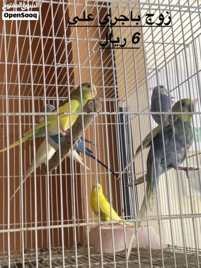 محل طيور و الحيوانات ومسلتلزمات 2