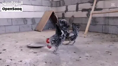 سيت فيومي مصري فضي 3