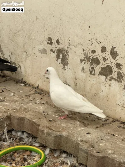 حمام مكاوي 3