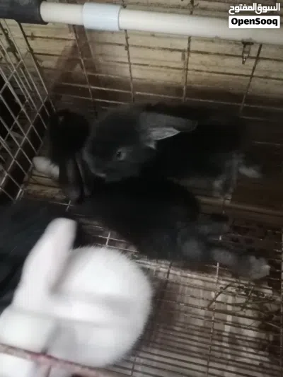 ارانب هولنديات عمر شهر للبيع 3