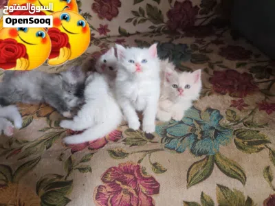 حيوانات للبي.. 4