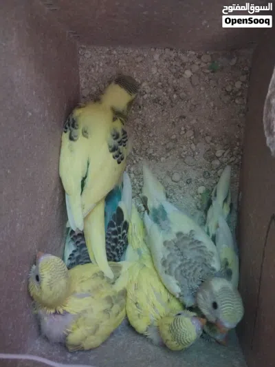 طيور حب زينه 4