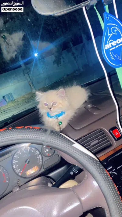 انثى هملايا للبيع العمر شهرين 2